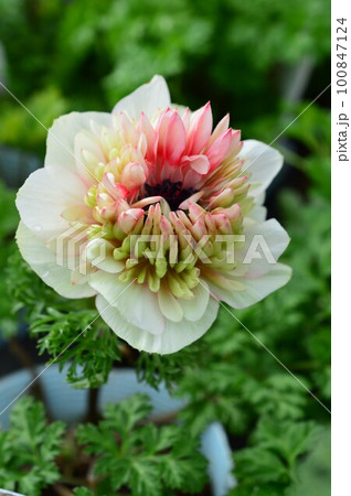 八重咲きアネモネ「凛々花」 100847124