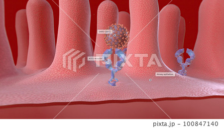 SARS-CoV-2 is taken into the cell via endocytosis. 100847140