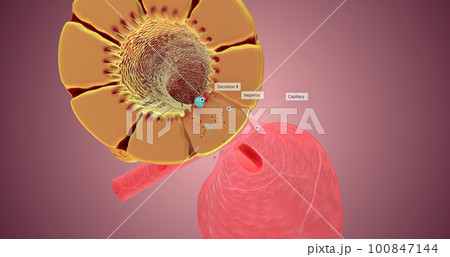 Secretion occurs along the nephron to remove unnecessary substances from the bloodstream and the body. Secretion occurs along the nephron to remove unnecessary substances from the bloodstream and the body. 100847144