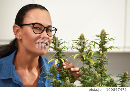 Happy woman with cannabis bush at home, growing cannabis indoors, culture of growing cannabis at home, the concept of cannabis as a medicine Happy woman with cannabis bush at home, growing cannabis indoors, culture of growing cannabis at home, the concept of cannabis as a medicine 100847472