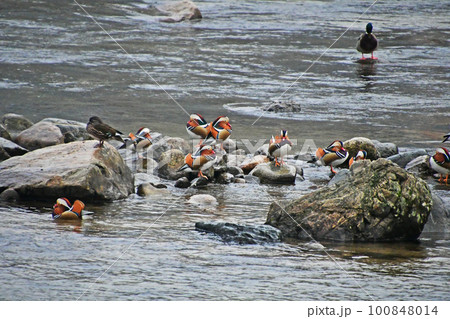 鳥取県日野町の日野川に飛来してくるオシドリ 100848014