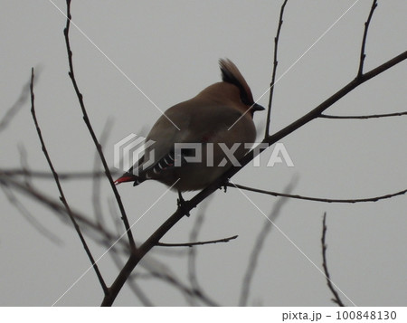 近所の小川にいたヒレンジャク 近所の小川にいたヒレンジャク 100848130