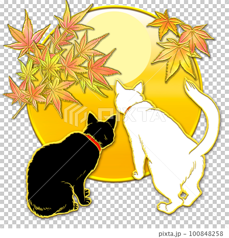 紅葉を見上げる猫_夕焼け 100848258