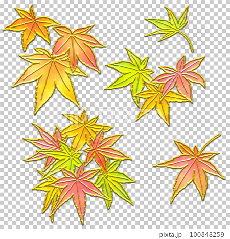 紅葉したカエデの葉のイラスト 100848259