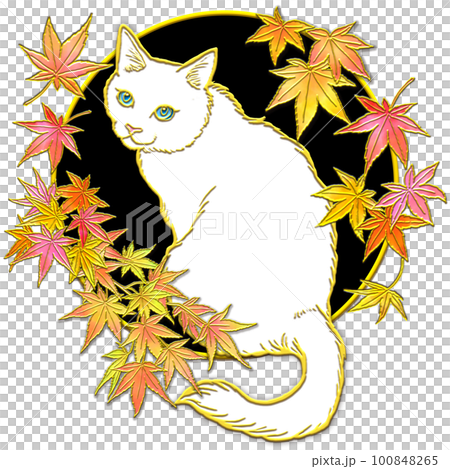 紅葉を見上げる猫_白猫_背景黒色 100848265