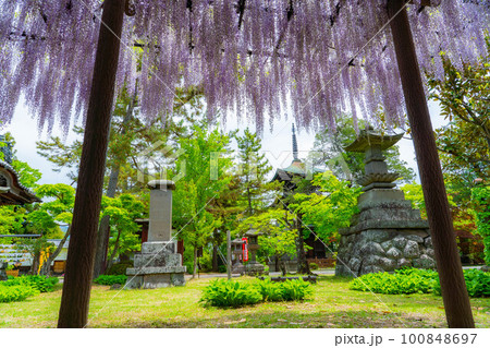【初夏素材】初夏の信濃国分寺の藤の花【長野県】 100848697