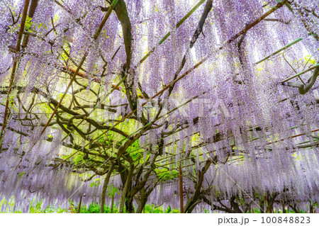 【初夏素材】藤の花【長野県】 【初夏素材】藤の花【長野県】 100848823