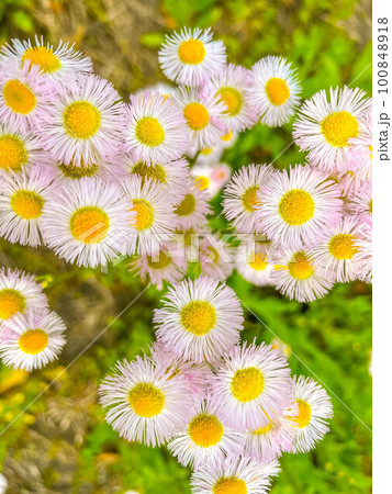 薄桃色のハルジオン~春色~ 薄桃色のハルジオン~春色~ 100848918