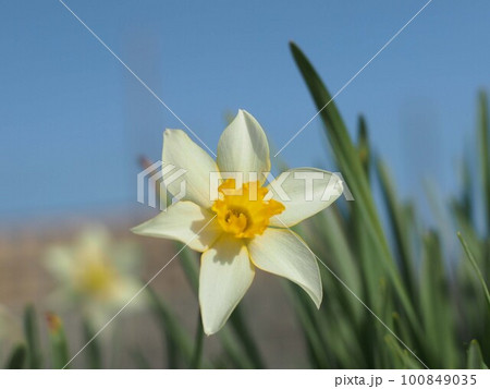 春空と白いスイセンの花(朝日を浴びた花壇の水仙) 春空と白いスイセンの花(朝日を浴びた花壇の水仙) 100849035