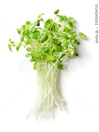 Bunch of fresh black mustard microgreens, from above. Young leaves, seedlings and shoots of Brassica nigra. Edible herb, used as wholesome and spicy salad garnish, also cultivated for its black seeds. 100849458