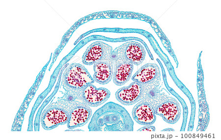 Rapeseed flower bud halve, cross section, 20X light micrograph. Brassica napus subsp. napus,  also known as oilseed rape, a flowering plant, under the light microscope. Isolated on white background. 100849461