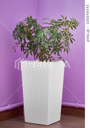 Sheffler plant beautiful at home in a tall white pot Sheffler plant beautiful at home in a tall white pot 100849545