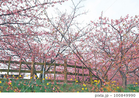 河津桜と水仙 100849990