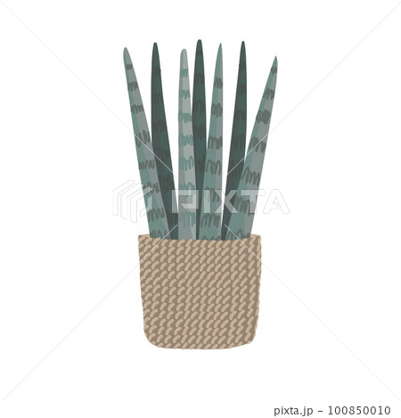 Sansevieria cylindrica, Cylindrical snake plant, Spear Sansevieria, Common Spear Plant isolated on white background, vector illustration. 100850010