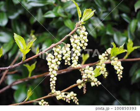 キブシの花 100850393