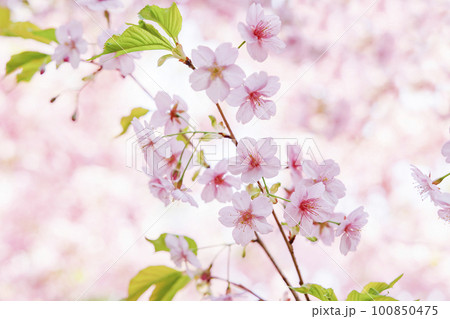 色が綺麗な満開の桜の花 100850475