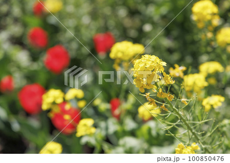 黄色が綺麗な満開の菜の花 黄色が綺麗な満開の菜の花 100850476