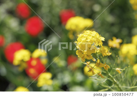 黄色が綺麗な満開の菜の花 黄色が綺麗な満開の菜の花 100850477