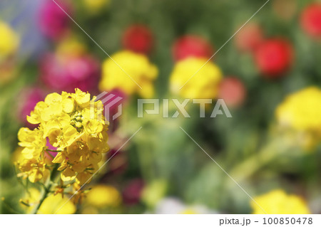 黄色が綺麗な満開の菜の花 100850478