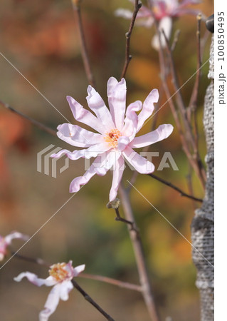満開の四手辛夷（シデコブシ） 100850495