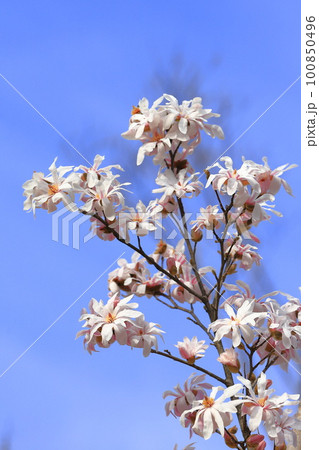 満開の四手辛夷（シデコブシ） 100850496