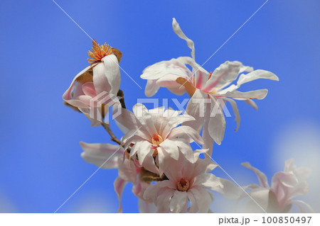 満開の四手辛夷（シデコブシ） 100850497