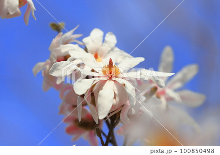 満開の四手辛夷(シデコブシ) 満開の四手辛夷(シデコブシ) 100850498