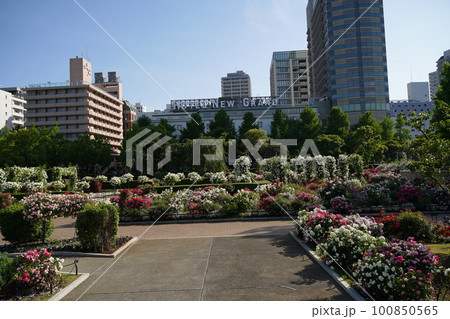 横浜、山下公園のバラ園の春 100850565