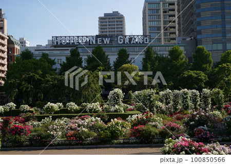 横浜、山下公園のバラ園の春 100850566