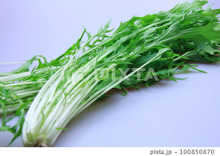 シャキシャキ新鮮野菜の水菜(ミズナ) シャキシャキ新鮮野菜の水菜(ミズナ) 100850870