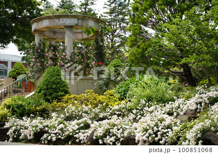 横浜の港の見える丘公園の花 横浜の港の見える丘公園の花 100851068