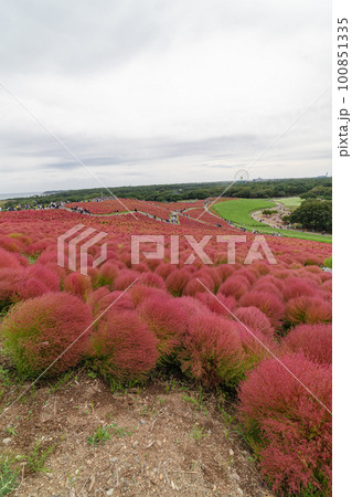赤く色づいたコキアの丘 赤く色づいたコキアの丘 100851335