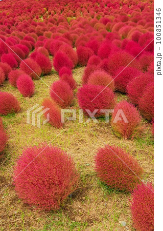 赤く色づいたコキアの丘 100851346