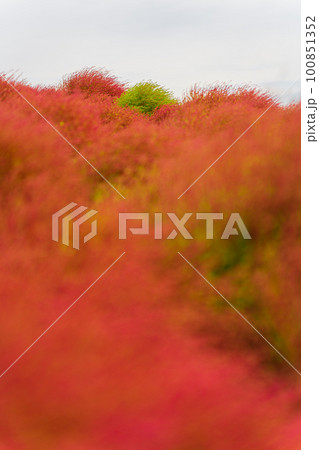 赤く色づいたコキアの丘の中の緑コキア 100851352