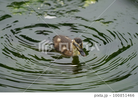 カルガモのヒナ 100851466