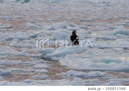 流氷に止まる大鷲 オオワシ 流氷に止まる大鷲 オオワシ 100851566