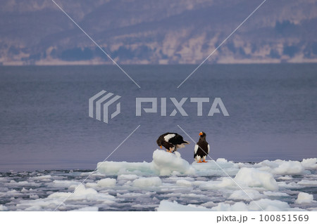 流氷に止まる大鷲 オオワシ 流氷に止まる大鷲 オオワシ 100851569