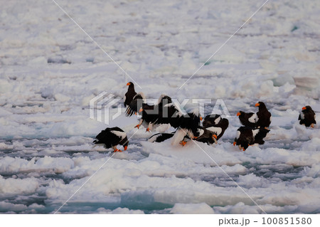 流氷に止まる大鷲　オオワシ 100851580