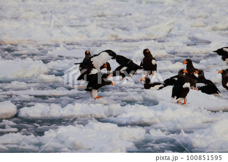 流氷に止まる大鷲 オオワシ 流氷に止まる大鷲 オオワシ 100851595