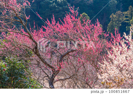 (神奈川県)湯河原梅林・梅の宴 (神奈川県)湯河原梅林・梅の宴 100851667