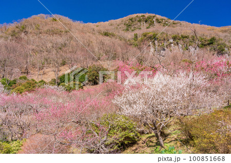 （神奈川県）湯河原梅林・梅の宴 100851668