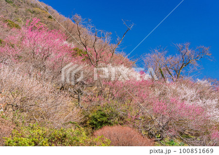 (神奈川県)湯河原梅林・梅の宴 (神奈川県)湯河原梅林・梅の宴 100851669