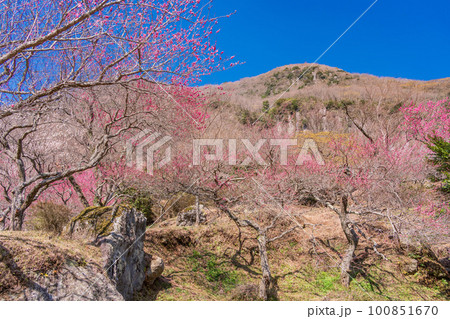 (神奈川県)湯河原梅林・梅の宴 (神奈川県)湯河原梅林・梅の宴 100851670