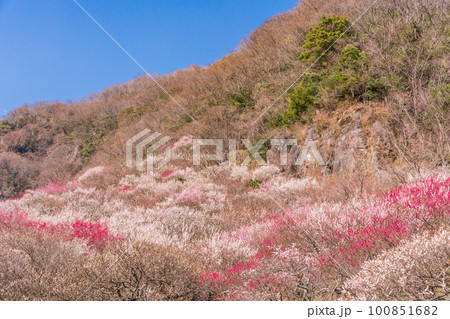 （神奈川県）湯河原梅林・梅の宴 100851682