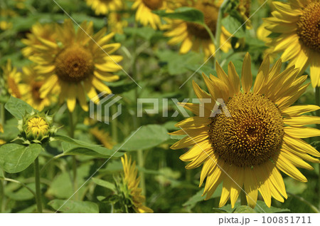 ヒマワリの花 サンフェスタ 向日葵 ヒマワリの花 サンフェスタ 向日葵 100851711