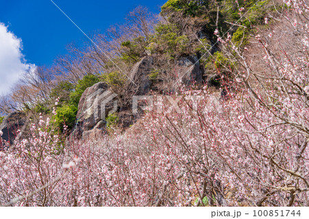 （神奈川県）湯河原梅林　満開の梅と岩登りする人 100851744