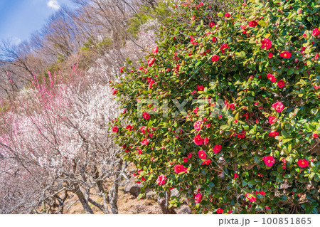 （神奈川県）湯河原梅林　遊歩道に咲く、梅と椿 100851865
