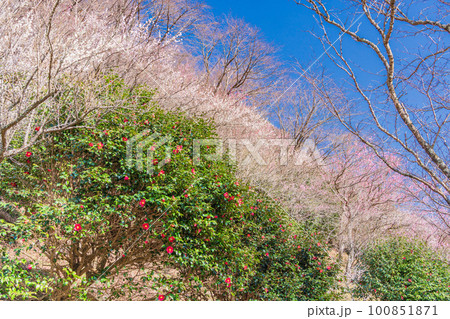 (神奈川県)湯河原梅林 遊歩道に咲く、梅と椿 (神奈川県)湯河原梅林 遊歩道に咲く、梅と椿 100851871
