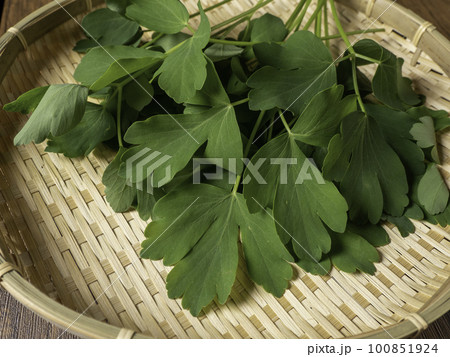 沖縄伝統野菜長命草　サクナ 100851924