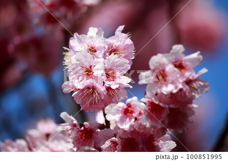 青空に映える満開の桜 青空に映える満開の桜 100851995